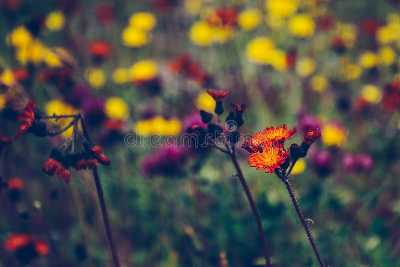 Orange Wildflower, der heraus auf einem unscharfen Gebiet von wilden Blumen steht lizenzfreies stockbild Orange Wildflower, der heraus auf einem unscharfen Gebiet von wilden Blumen steht lizenzfreies stockbild
