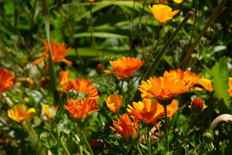 Orange Wildflowers on the Waterfront Stock Image Image of gentle