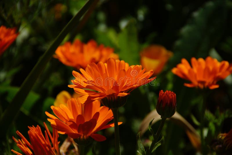 Orange Wildflowers on the Waterfront Stock Photo Image of flower