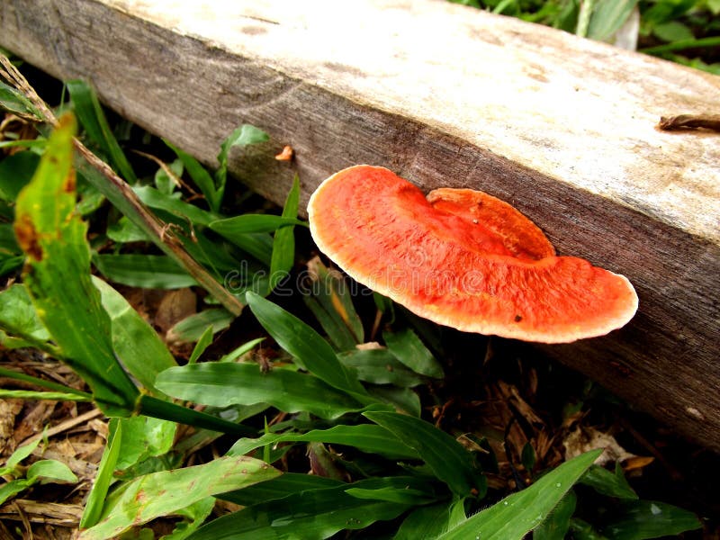 Orange Woody Fungus Growing on Rod Stock Photo Image of