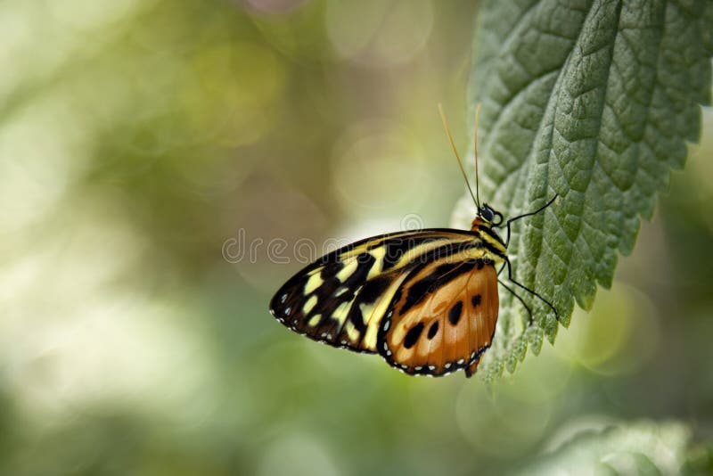 Orange, Brown and White Butterfly Stock Photo Image of brown