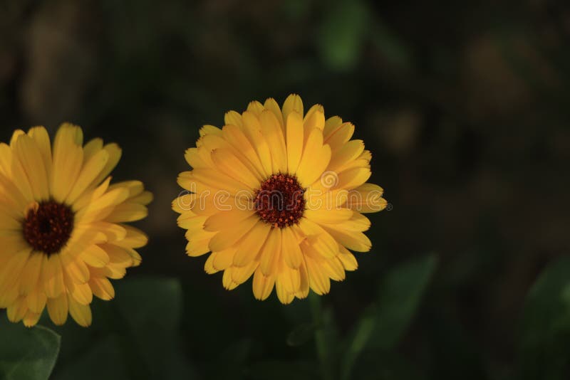 Orange and Yellow Calendula (lat. Calendula Officinalis) Closeup Stock