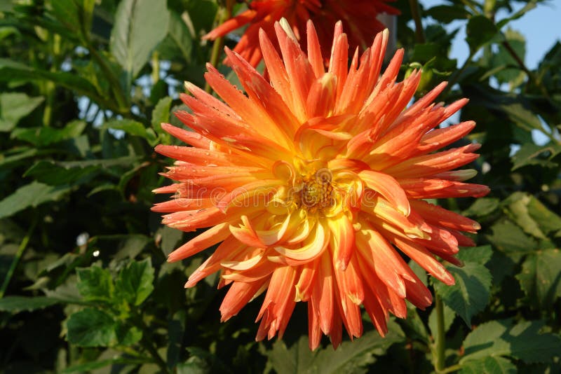 A close up of dahlia of the &x27;Gudoshnik&x27; variety in the garden. Fully double orange dahlia with a yellow