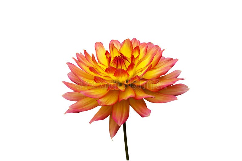 Orange and yellow Dahlia