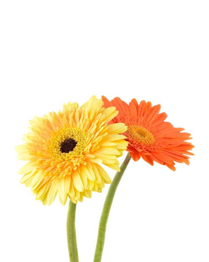 Orange And Yellow Daisy Gerbera Stock Photo Image Of Gerber Gerbera 20749694