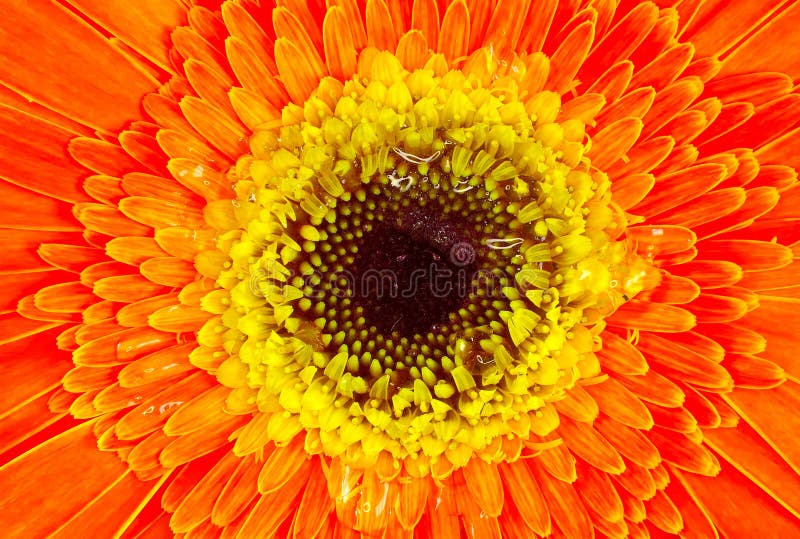 Orange and Yellow Flower stock image. Image of spring, bright 179289