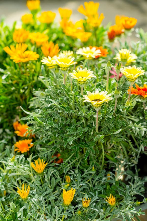 orange yellow för center ringblomma för blommor trädgårds- royaltyfri fotografi orange yellow för center ringblomma för blommor trädgårds- royaltyfri fotografi