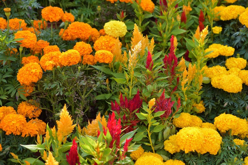 Yellow Orange etes Patula French Marigold Flower Stock Photo Image Of Flowerbed Leaf Yellow Orange etes Patula French Marigold Flower Stock Photo Image Of Flowerbed Leaf