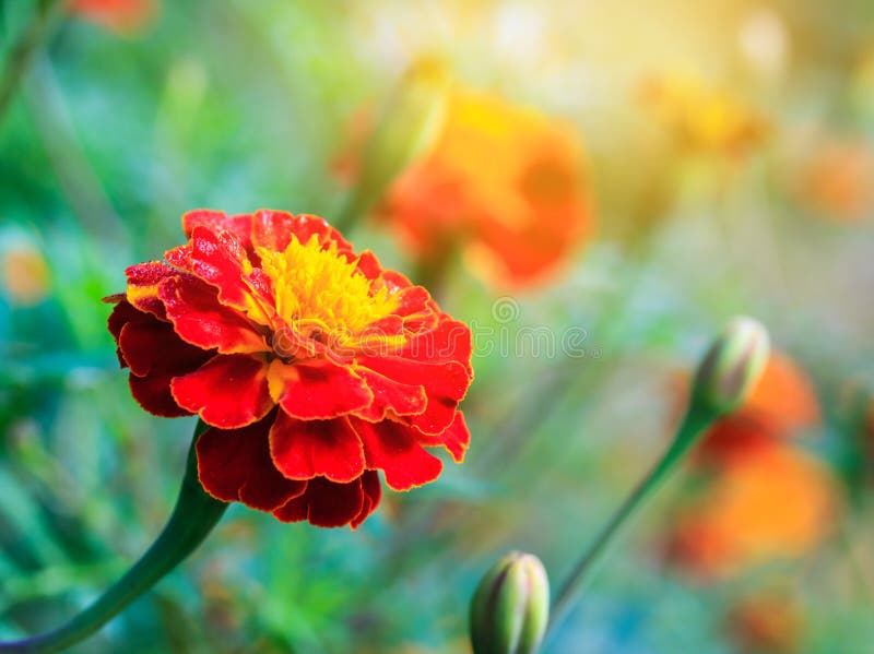 Orange and Yellow Marigolds Flowers. Stock Image - Image of blossom ...