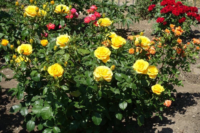 Orange, Yellow, Pink and Red Rose Bushes in Garden Stock Photo - Image ...