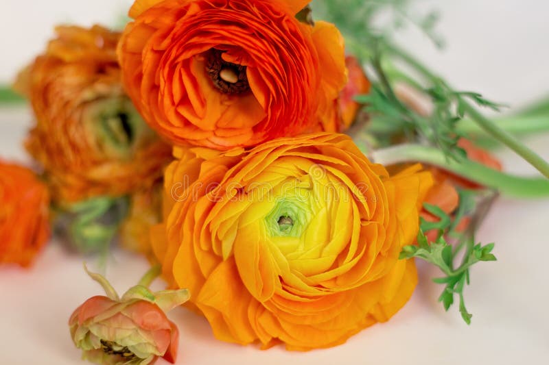 Hoa ranunculus – Được coi là món quà tự nhiên cho mùa xuân, hoa ranunculus mang lại sự tươi vui và sự lãng mạn cho ngày mới. Hãy xem những hình ảnh về loài hoa này để cảm nhận được sự đẹp mắt mà nó mang lại.