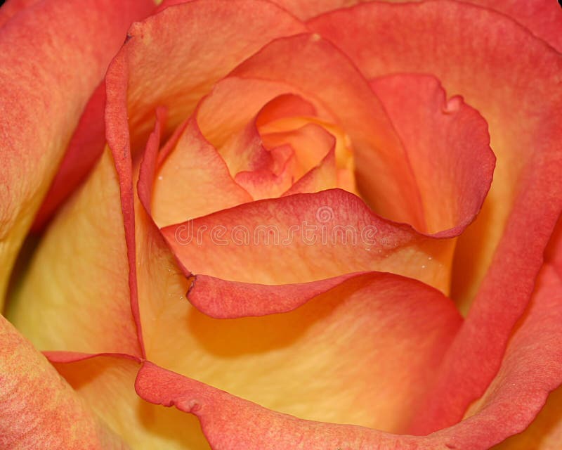 Orange and Yellow Rose stock images Orange and Yellow Rose stock images