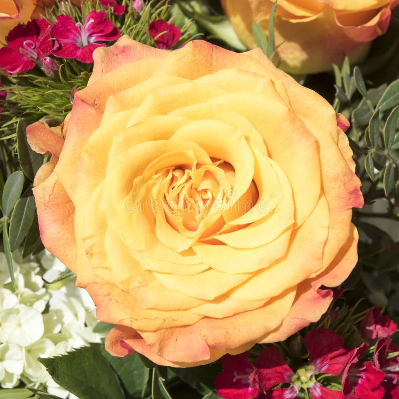 Beautiful Orange Rose in Flower Arrangement. Orange and Yellow Rose in
