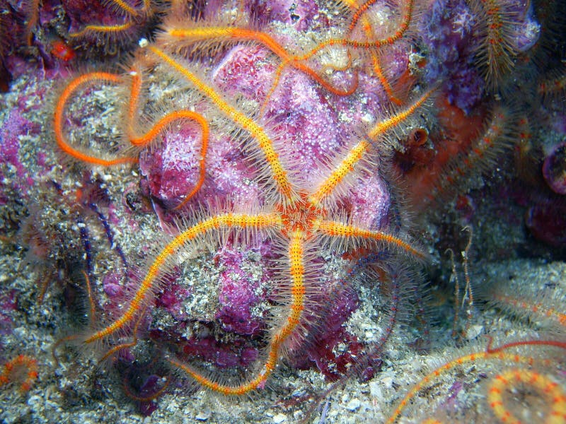 Orange and yellow Spiny Brittle Star stock image Orange and yellow Spiny Brittle Star stock image