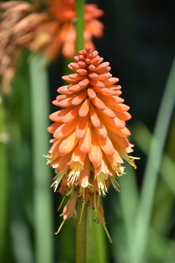Orange and Yellow Torch Lily in the Summer royalty free stock image
