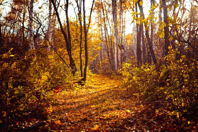 Orange yellow tree leaf forest autumn beauty nature