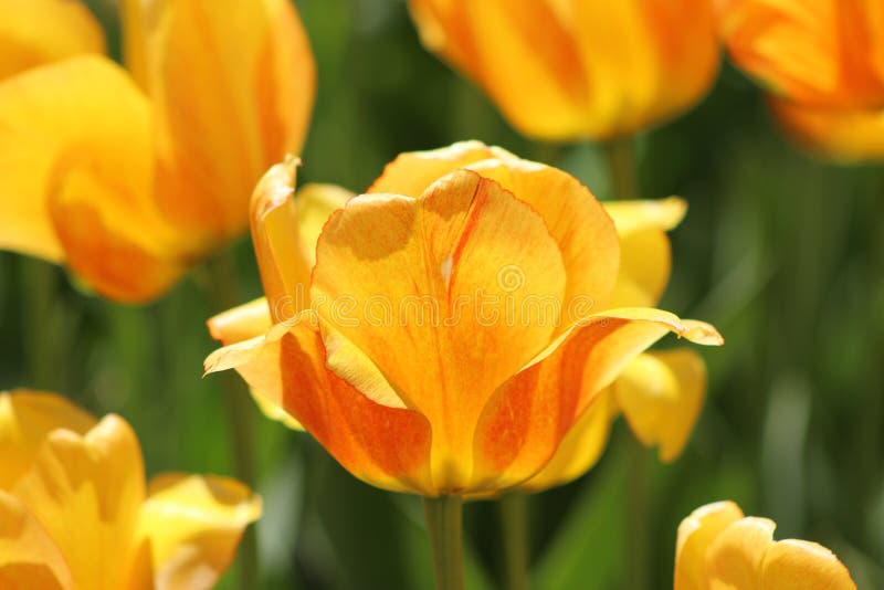 Orange and yellow tulips royalty free stock photography Orange and yellow tulips royalty free stock photography