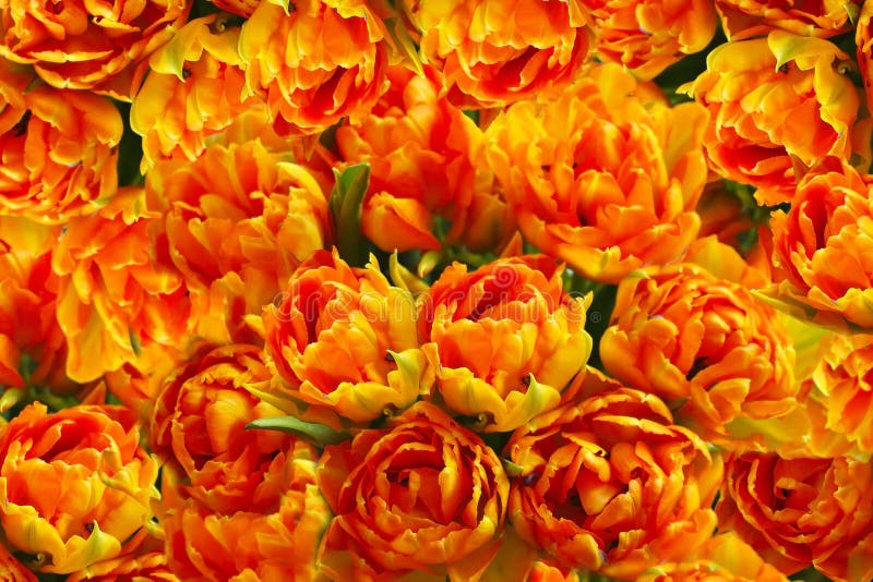 Những bông hoa tulip màu cam và vàng rực rỡ sẽ khiến bạn không thể rời mắt khỏi hình ảnh này. Sắc cam và vàng cùng nhau tạo nên một hiệu ứng rực rỡ và ấn tượng, giúp những bông hoa này nổi bật trong bất kỳ không gian nào.