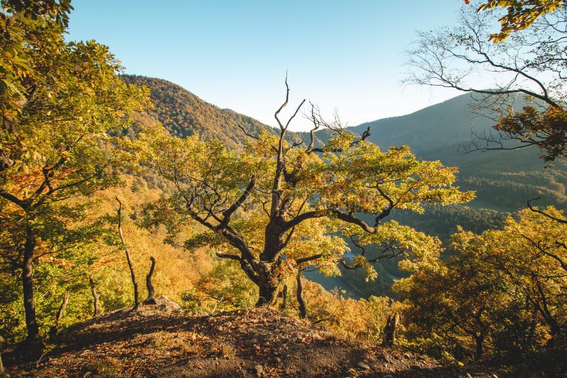 Oranžově žluté teplé slunce ozařuje oranžovo-červený les a lesní cestu. Domašinský meandr, Žilinský kraj, Slovensko.