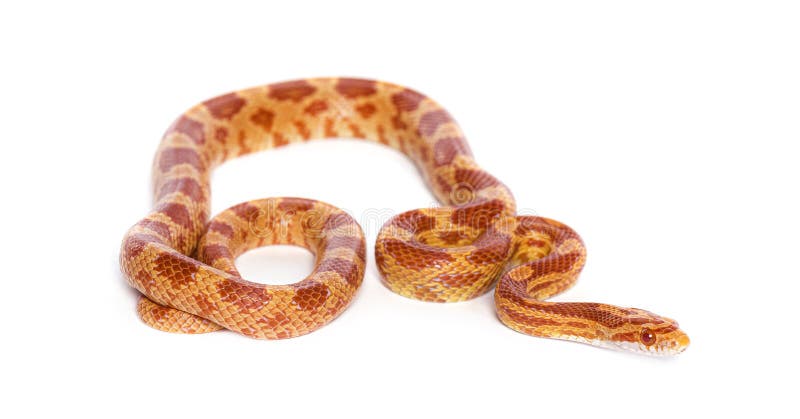 Orange Young Corn snake slithering on white background stock photo