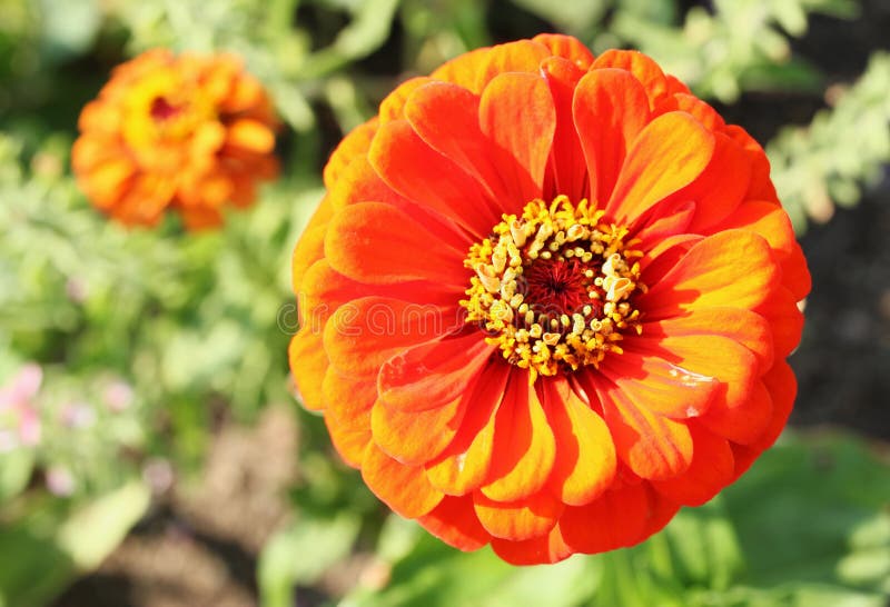 Orange Zinnias in Bloom. Summer View Stock Photo Image of petal