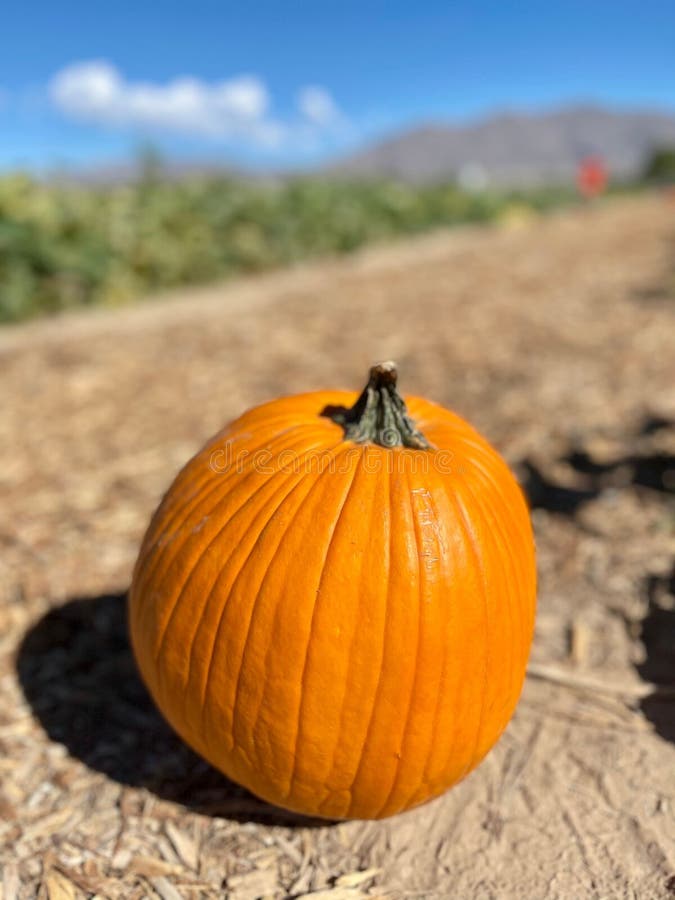 Orangefarbener reifer Kürbis am Rand des Feldes, senkrecht lizenzfreie stockbilder