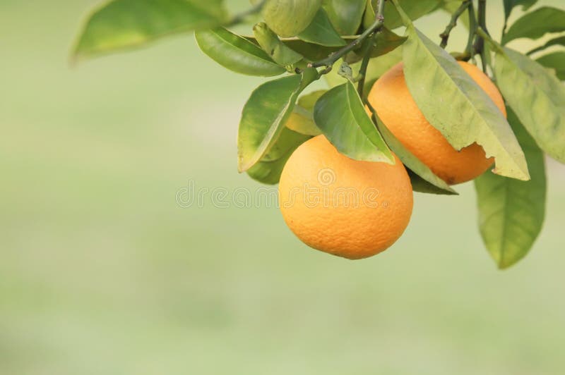 Orangen stockbilder Orangen stockbilder