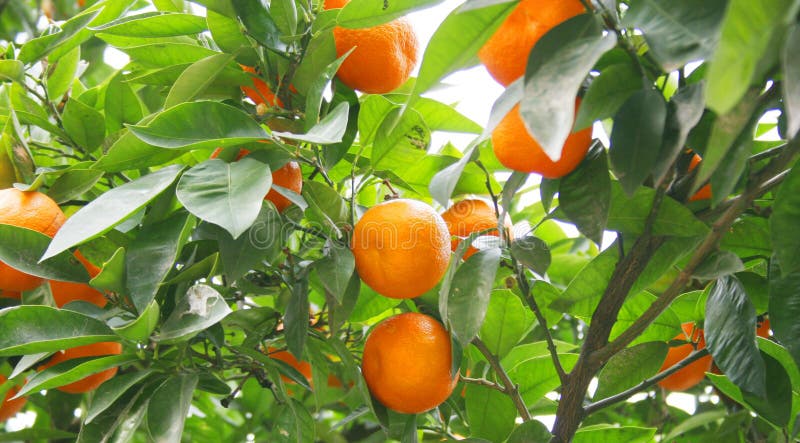 Orangenbaum lizenzfreie stockfotografie