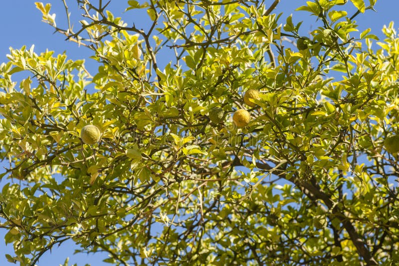 Orangenbaum der Bergamotte mit Früchten und Blättern