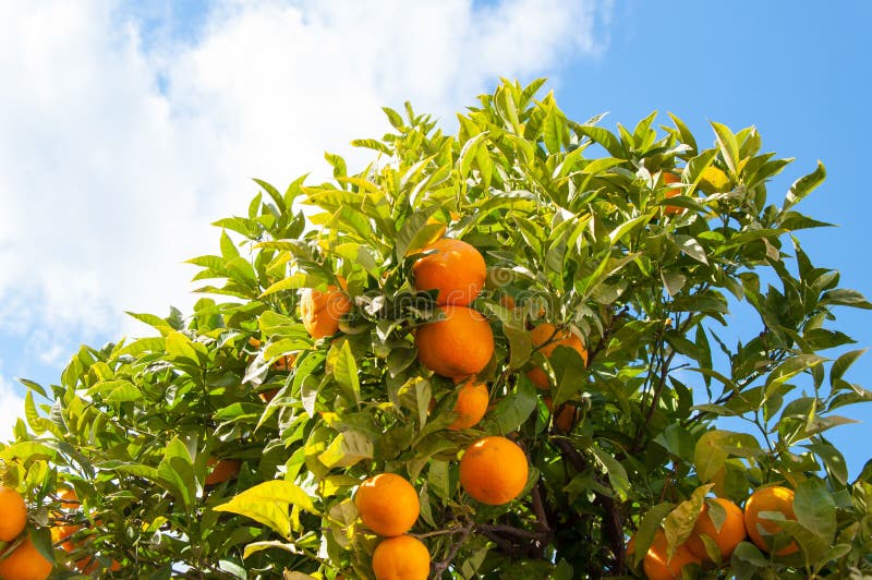 Orangenbaum der Niederlassung trägt grüne Blätter in Màlaga Spanien Früchte lizenzfreie stockfotografie Orangenbaum der Niederlassung trägt grüne Blätter in Màlaga Spanien Früchte lizenzfreie stockfotografie