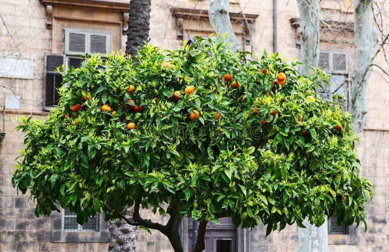Orangenbaum in einem Park. Orangenbaum mit reifen Orangen in einem Palermo-Park, Zitronen- Zitrusfrucht Sizilien-Landwirtschaft, Blätter der Fruchtfrüchte zu sammeln grüne gesunde Blattreifen tropisches Vitamin
