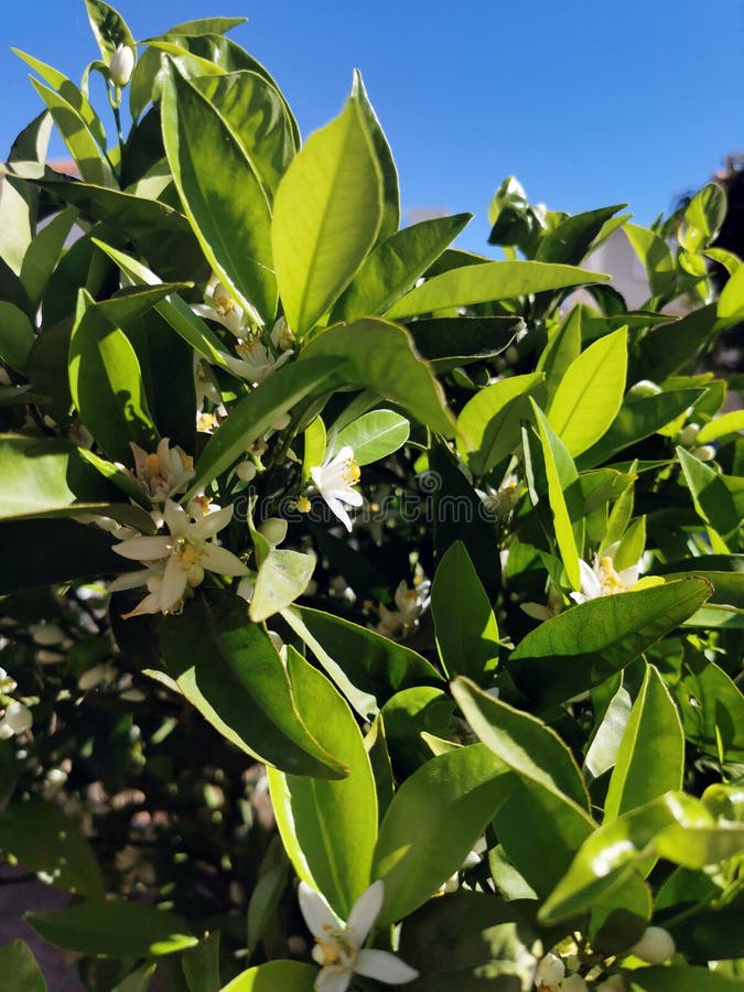 Oranges Blossom on a Tree in Orchard and the Sun S Rays Orange Flowers