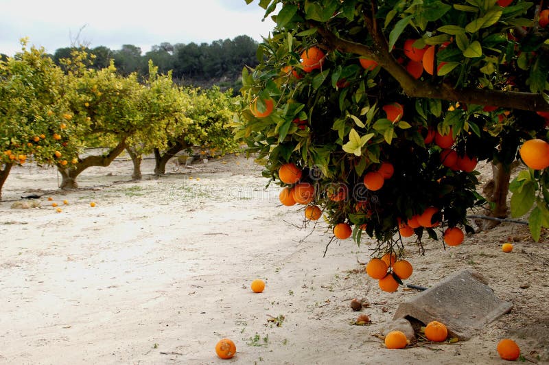 Oranges fall from the tree stock image. Image of garden 112961691