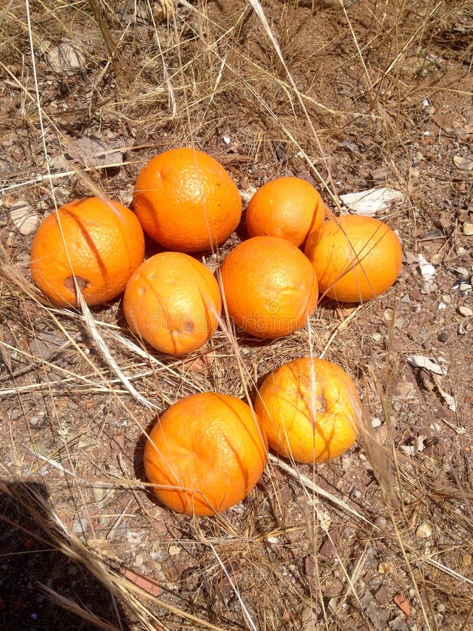 Oranges stock photo. Image of spring, produce, turkey 71230012