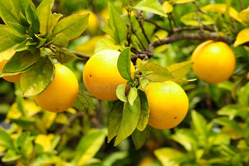 Oranges growing on branch stock image. Image of growing 260729525