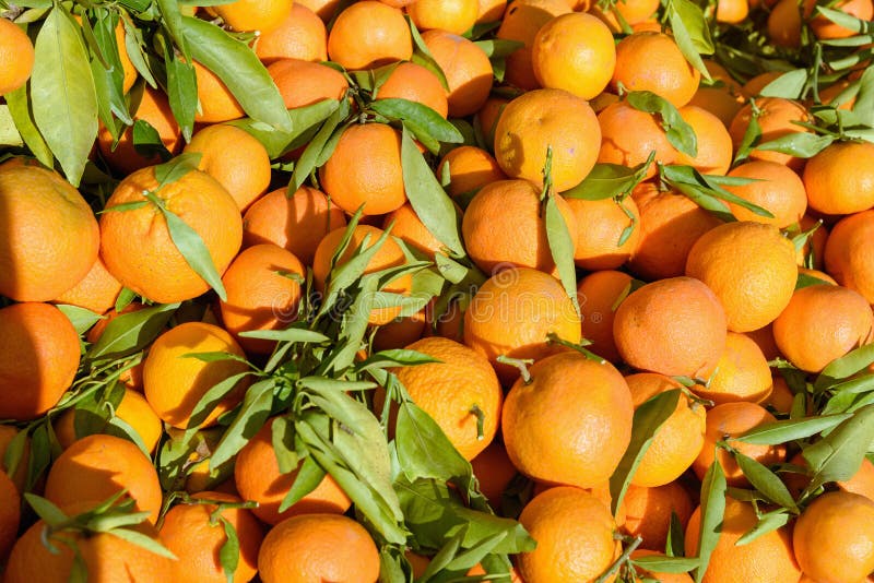 Mandarin Marrakech Stock Photos Free & RoyaltyFree Stock Photos from