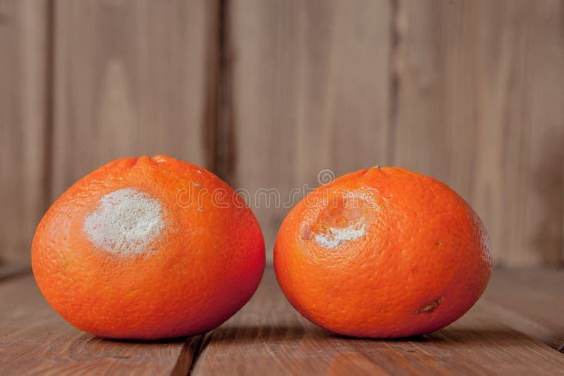 Oranges moisies putr?fi?es, mandarines sur le fond en bois Une photo du moule croissant Contamination des aliments, mauvais d?go? photographie stock libre de droits Oranges moisies putr?fi?es, mandarines sur le fond en bois Une photo du moule croissant Contamination des aliments, mauvais d?go? photographie stock libre de droits