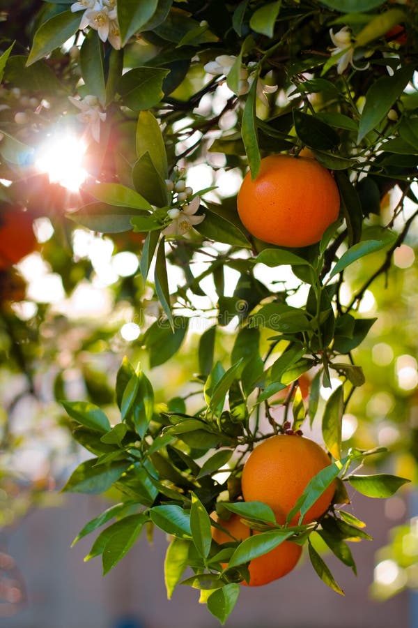 Oranges mûres sur un arbre photos libres de droits Oranges mûres sur un arbre photos libres de droits