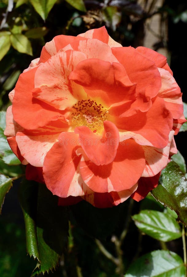Oranges Lemons Rose Photos Free Royalty Free Stock Photos From Dreamstime