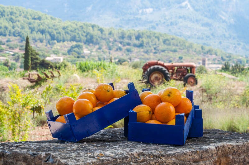 Oranges stock photo. Image of tree, collected, harvest 46207774