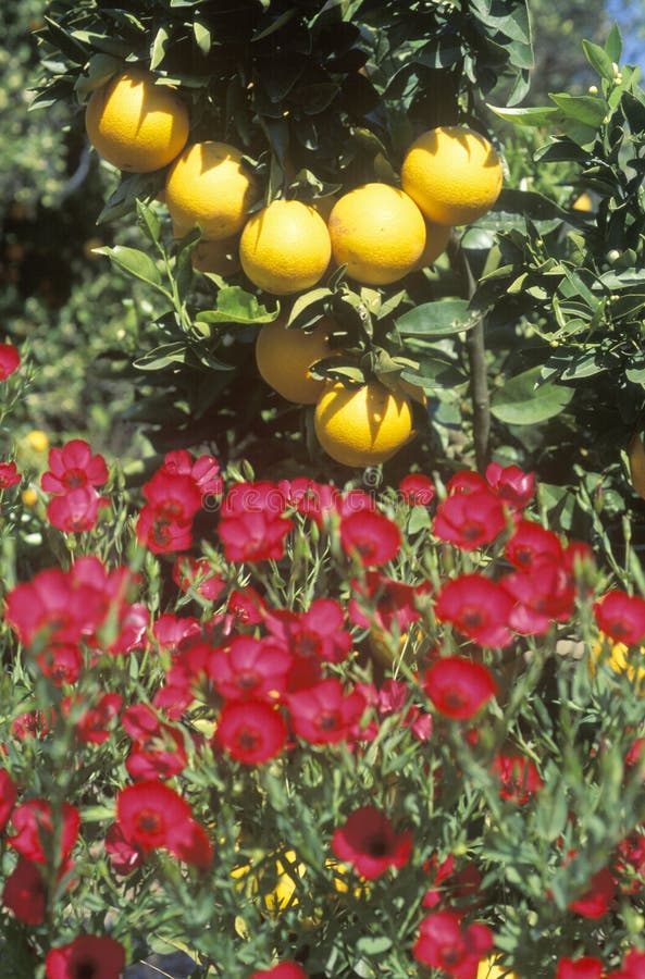 Oranges and Spring Flowers in Ventura Country, CA Stock Photo Image