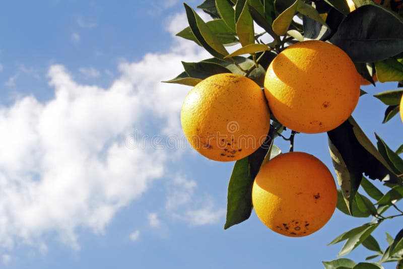 Oranges in tree stock image. Image of citrus, tropical 28070633