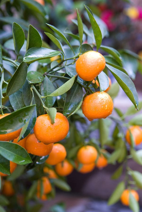 Oranges on a tree