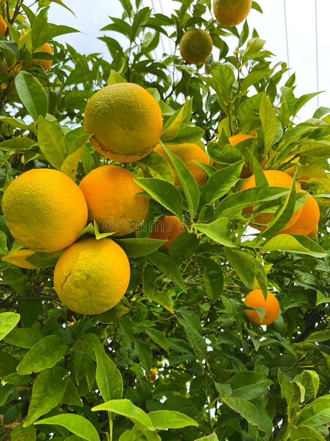 Oranges on a Tree. Background from Oranges among Green Leaves Stock