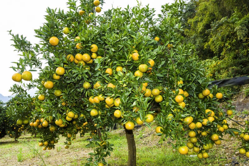 Oranges Tree in the Fruit Garden Stock Image Image of healthy, people