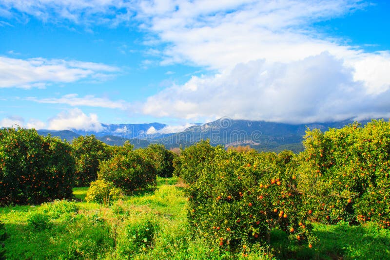 Oranges Tree in Winter Season with Mountains Behind, Kemer, Turkey Stock Image Image of green