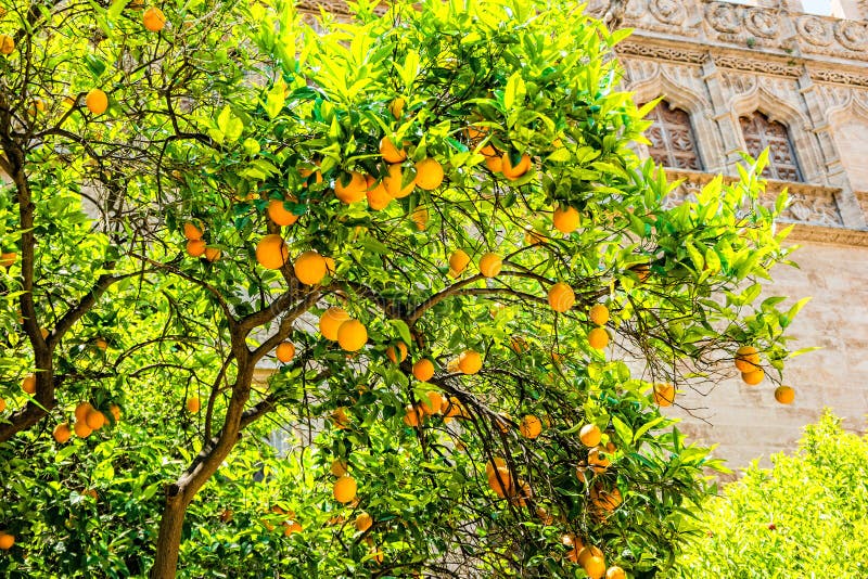 Oranges on the Trees in Valencia, Spain Stock Photo Image of branch