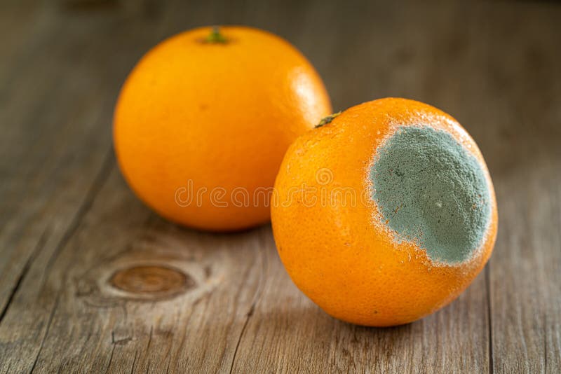 Rotten oranges hi-res stock photography and images - Alamy