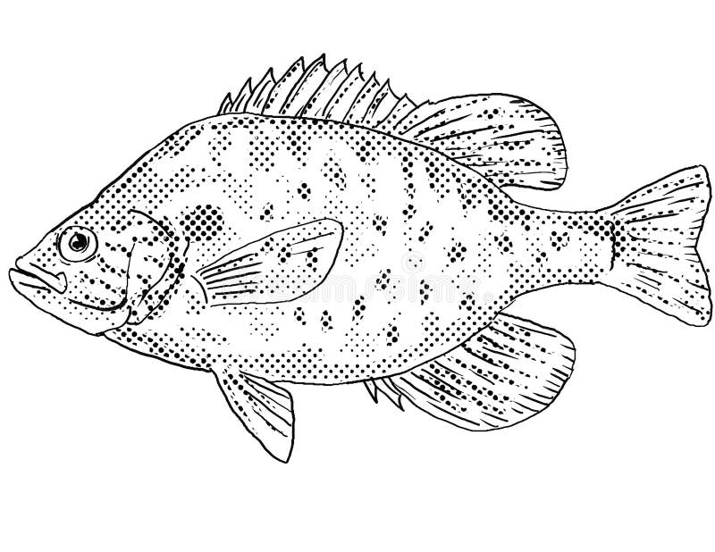 Orangespotted Sunfish or Lepomis Humilis Freshwater Fish Cartoon Drawing  Stock Illustration - Illustration of doodle, freshwater: 256400655