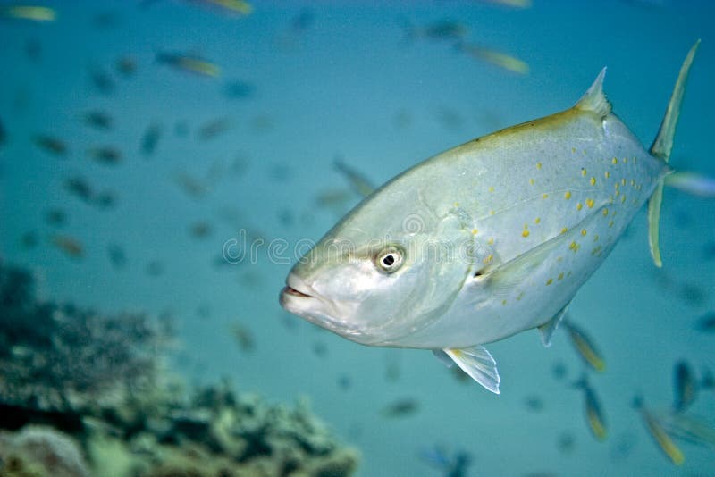 Orangespotted trevally (carangoides bajad)